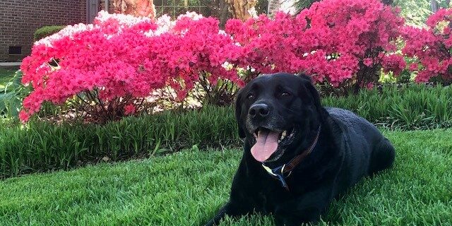 Azaleas and Leroy